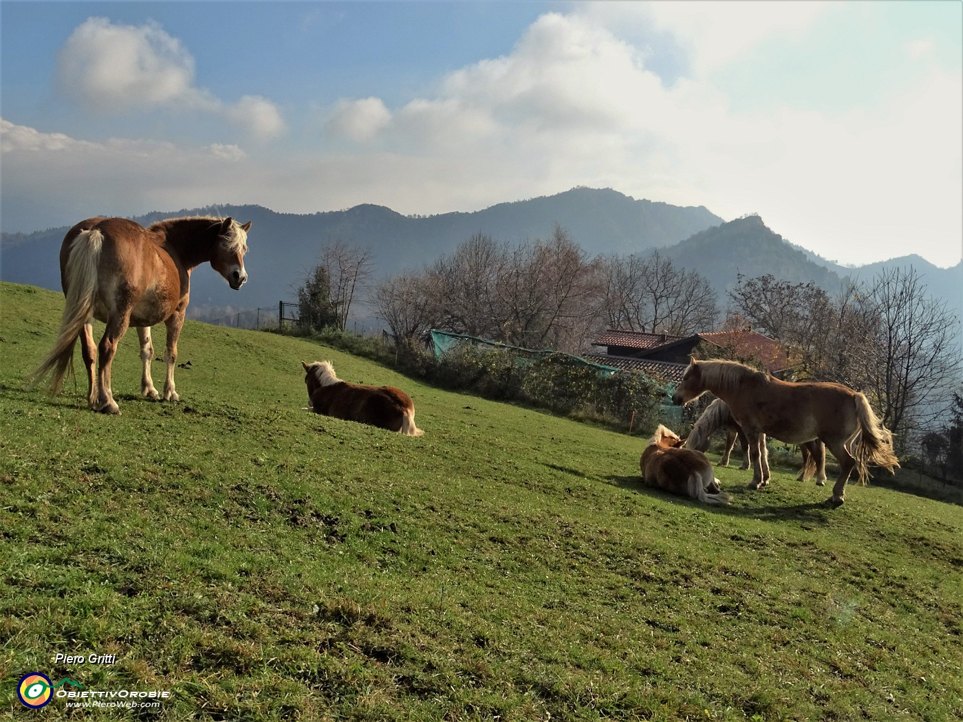 13 Cavalli al pascolo e in siesta  al sole meridiano.JPG